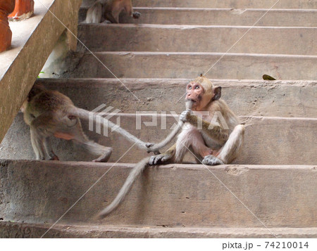 Thinking monkey closeup on stair 74210014