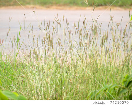 grassland background grassland background 74210070