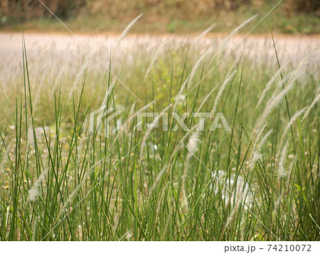 grassland background 74210072
