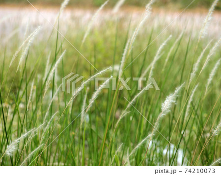 grassland background 74210073