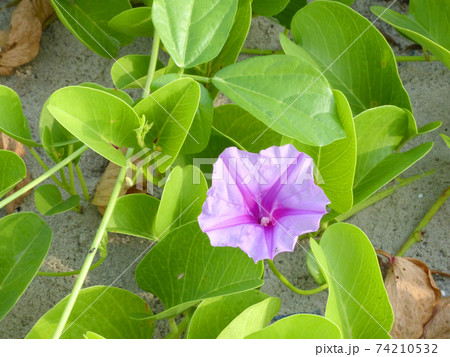Ipomoea pes-caprae are blooming on the beach Ipomoea pes-caprae are blooming on the beach 74210532
