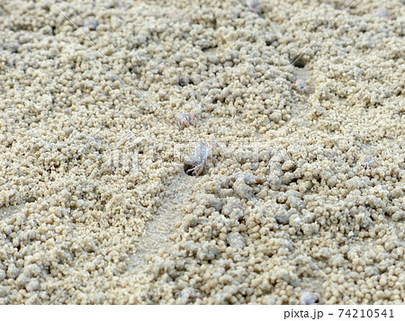 Tiny Ghost Crabs digging holes in the sand Tiny Ghost Crabs digging holes in the sand 74210541