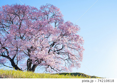 夜明けの桜（上の平の一本桜）の写真素材 [74210618] - PIXTA
