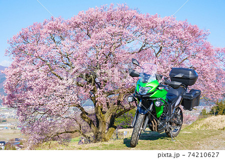 ツーリング（春）：上の平の一本桜 74210627