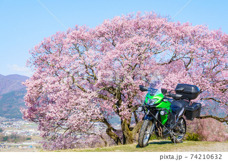 ツーリング（春）：上の平の一本桜 74210632