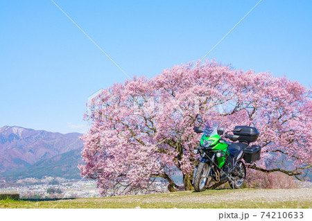 ツーリング（春）：上の平の一本桜 74210633