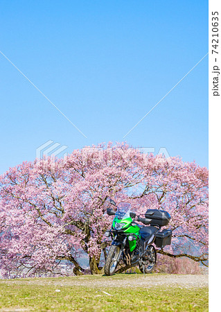 ツーリング（春）：上の平の一本桜 74210635