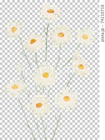 雛菊花水彩 雛菊花水彩 74210718