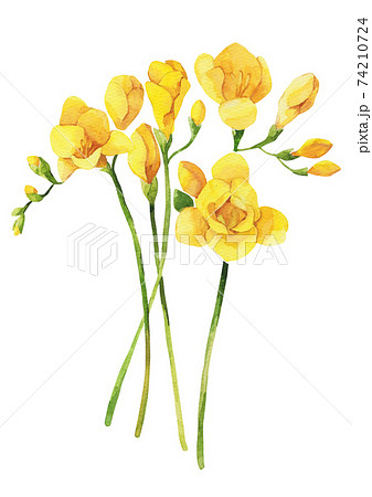 絵画 freesia  sizeF3 Freesia Flower Watercolor Clipart PNG Freesia Flower Single