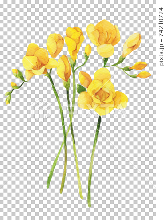 絵画 freesia  sizeF3 Watercolor Flower | Freesia - YouTube