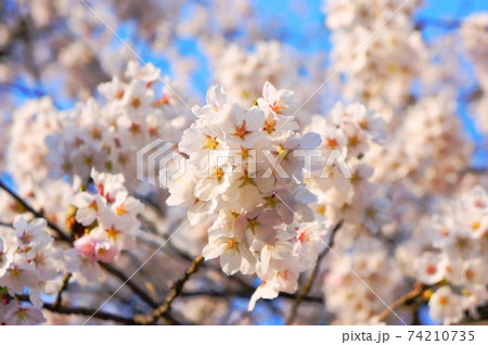 桜野公園（岐阜県高山市）満開の桜と青空 74210735