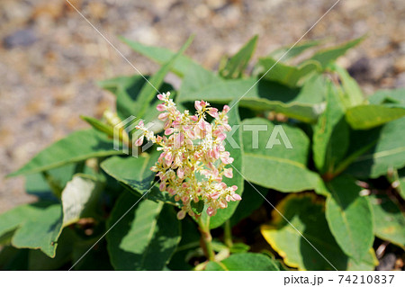 ウラジロタデ ”高山植物” ウラジロタデ ”高山植物” 74210837