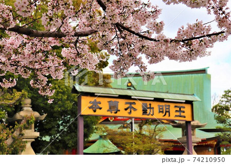 成田山不動尊・春の風景 74210950