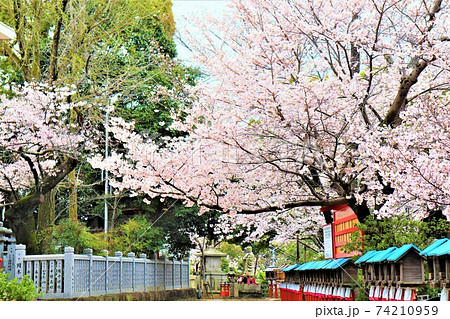 成田山不動尊・春の風景 74210959