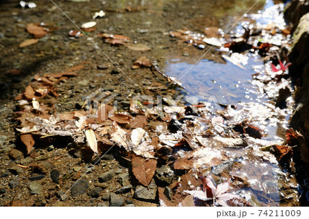 水辺に溜まる落ち葉 水辺に溜まる落ち葉 74211009
