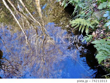 水面に揺らぐ景色の写真素材