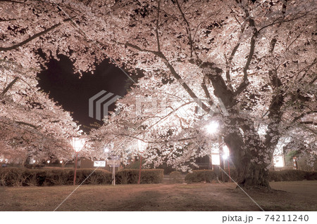 青森】弘前公園の空に浮かぶ桜のハートマークの写真素材 [74211240 ...