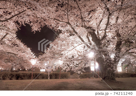 青森 弘前公園の空に浮かぶ桜のハートマークの写真素材