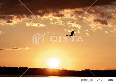 涸沼夕景に鷺飛来【親沢公園側】 74211300