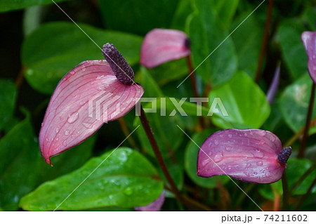 ガーデニング　冬の温室 74211602