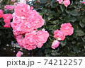 横須賀の薔薇 74212257