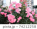 横須賀の薔薇 74212258