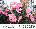 横須賀の薔薇 74212259
