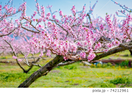 桃の花 4月 春 晴れ の写真素材