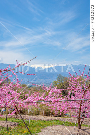 桃の花 4月 春 晴れ の写真素材