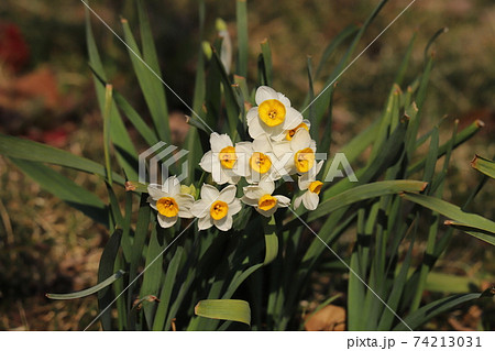 冬の野原に咲くフサザキスイセンの白い花の写真素材