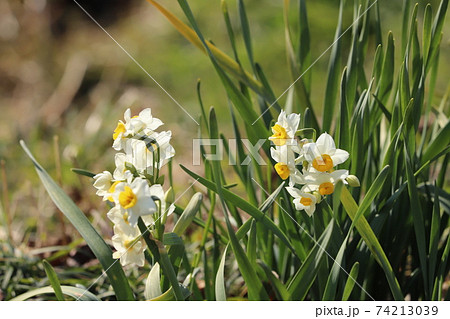 冬の野原に咲くフサザキスイセンの白い花 冬の野原に咲くフサザキスイセンの白い花 74213039
