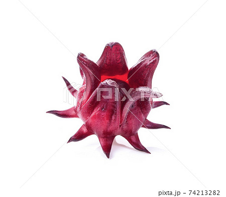 Roselle isolated on white background 74213282