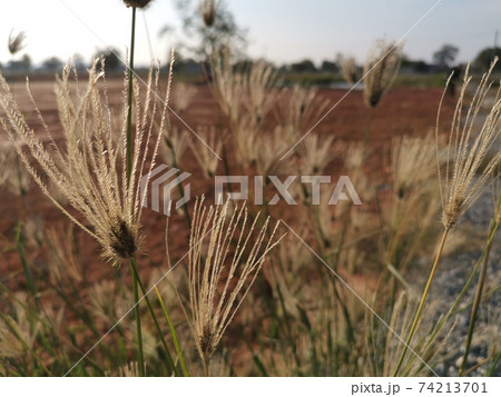Grass flowers along the walkway in the farm. Natural background photos Grass flowers along the walkway in the farm. Natural background photos 74213701