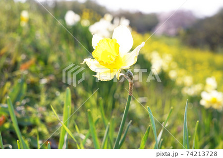 クチベニズイセン クチベニズイセン 74213728