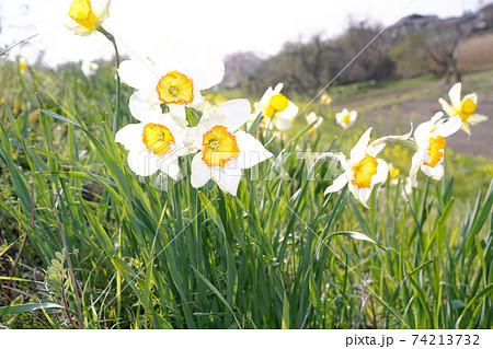 クチベニズイセン 74213732