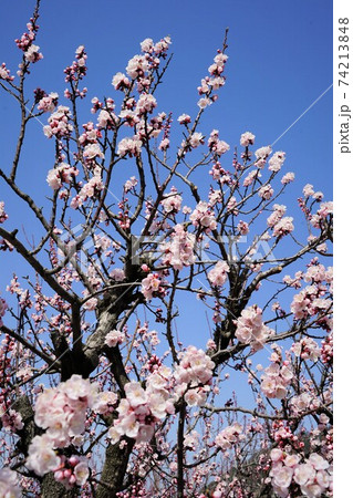 あんずの花と青空にうかぶ北アルプスの素晴らし絶景をご覧あれ。 74213848