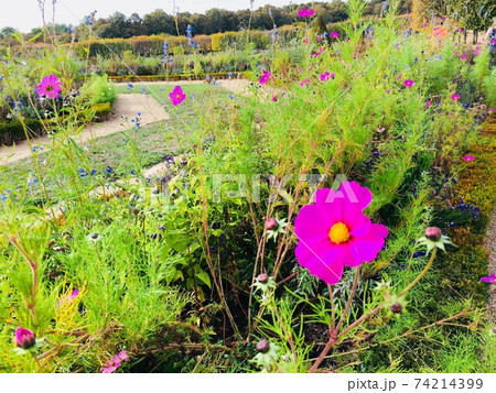 ベルサイユの花 ベルサイユの花 74214399