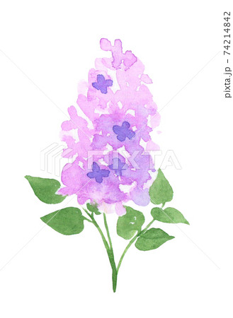 Lilac Stock Illustration