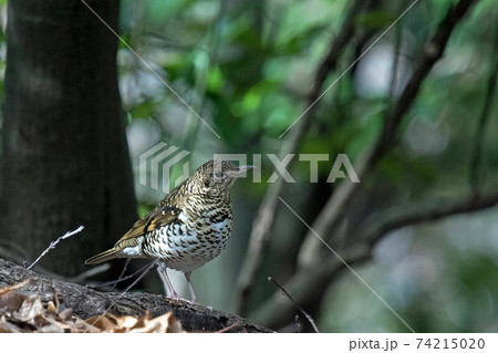 林の忍者と呼ばれることもある林床になじむトラツグミ 74215020