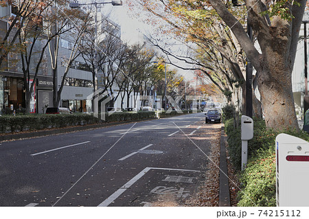 ＜東京都＞東京風景　表参道 74215112