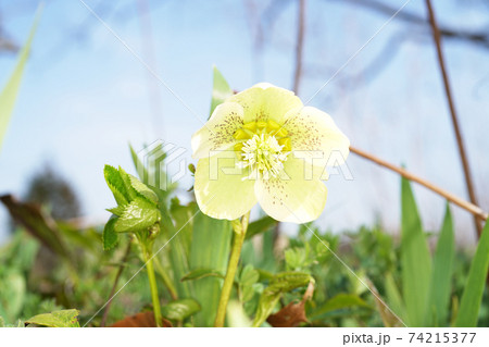 クリスマスローズ 74215377