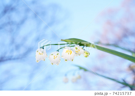 スズラン 74215737