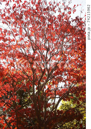 ハナミズキの 真っ赤に染まった紅葉の写真素材