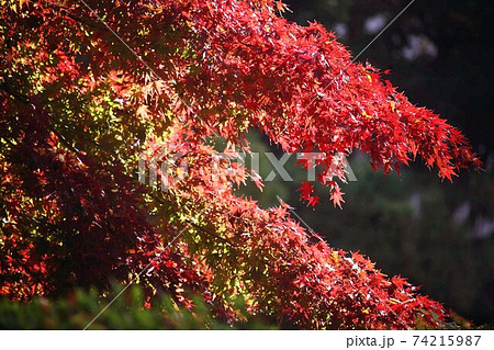 色づき始めた、モミジの紅葉 74215987