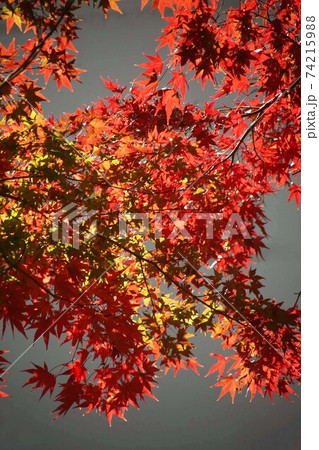 色づき始めた、モミジの紅葉 色づき始めた、モミジの紅葉 74215988