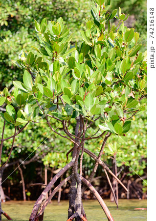 マングローブ マングローブ 74216148