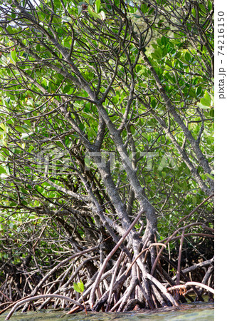 マングローブ マングローブ 74216150