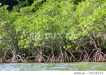 マングローブ マングローブ 74216155