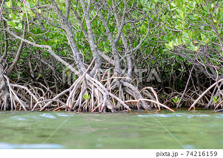 マングローブ マングローブ 74216159