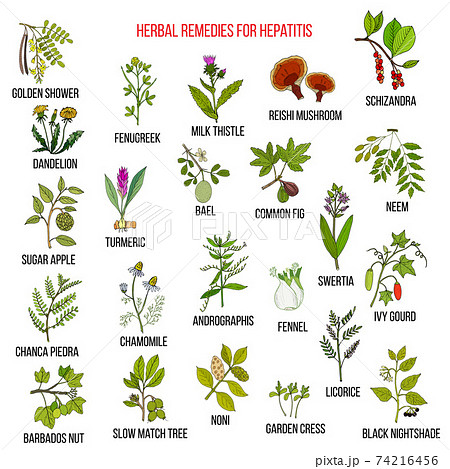 Best herbal remedies for hepatitis 74216456